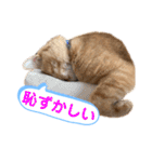 茶とらスタンプ（個別スタンプ：21）
