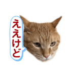 茶とらスタンプ（個別スタンプ：26）