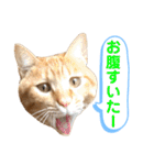 茶とらスタンプ（個別スタンプ：28）