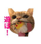 茶とらスタンプ（個別スタンプ：33）