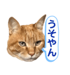 茶とらスタンプ（個別スタンプ：35）