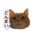 茶とらスタンプ（個別スタンプ：36）