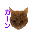 茶とらスタンプ（個別スタンプ：37）