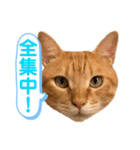 茶とらスタンプ（個別スタンプ：38）