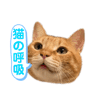 茶とらスタンプ（個別スタンプ：39）