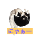 かわいいねこのごろごろすたんぷ♡（個別スタンプ：1）