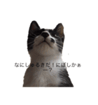 かわいいねこのごろごろすたんぷ♡（個別スタンプ：5）