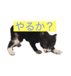 かわいいねこのごろごろすたんぷ♡（個別スタンプ：6）