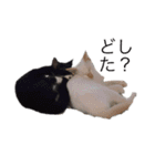 かわいいねこのごろごろすたんぷ♡（個別スタンプ：7）