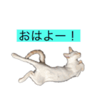 かわいいねこのごろごろすたんぷ♡（個別スタンプ：8）