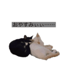 かわいいねこのごろごろすたんぷ♡（個別スタンプ：9）