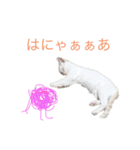 かわいいねこのごろごろすたんぷ♡（個別スタンプ：11）