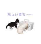 かわいいねこのごろごろすたんぷ♡（個別スタンプ：12）