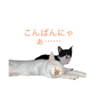 かわいいねこのごろごろすたんぷ♡（個別スタンプ：13）