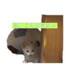 かわいいねこのごろごろすたんぷ♡（個別スタンプ：14）