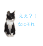 かわいいねこのごろごろすたんぷ♡（個別スタンプ：15）