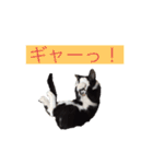 かわいいねこのごろごろすたんぷ♡（個別スタンプ：19）