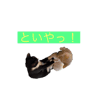 かわいいねこのごろごろすたんぷ♡（個別スタンプ：20）