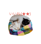 かわいいねこのごろごろすたんぷ♡（個別スタンプ：21）