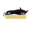 かわいいねこのごろごろすたんぷ♡（個別スタンプ：24）