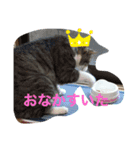 あおandはむ（個別スタンプ：1）