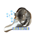 あおandはむ（個別スタンプ：6）