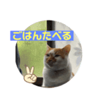 あおandはむ（個別スタンプ：7）