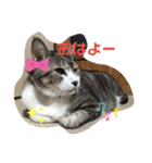 あおandはむ（個別スタンプ：8）