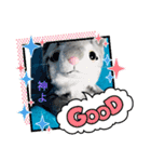 CATSTAMP、（個別スタンプ：2）
