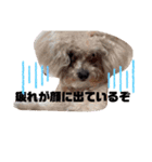 ナラファミリー23（個別スタンプ：8）