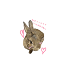 みけさんスタンプ2（個別スタンプ：2）