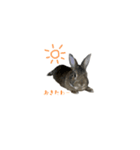 みけさんスタンプ2（個別スタンプ：3）