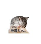 3匹の子猫（個別スタンプ：5）