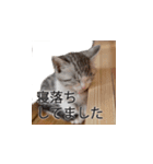 3匹の子猫（個別スタンプ：7）