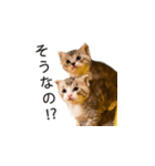 3匹の子猫（個別スタンプ：8）