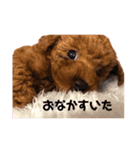 トイプードルのちくわさん（個別スタンプ：3）