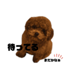 トイプードルのちくわさん（個別スタンプ：13）