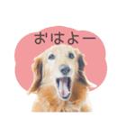 Mダックスフンドくぅちゃんの日常（個別スタンプ：1）