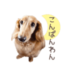 Mダックスフンドくぅちゃんの日常（個別スタンプ：3）