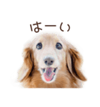 Mダックスフンドくぅちゃんの日常（個別スタンプ：7）