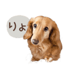 Mダックスフンドくぅちゃんの日常（個別スタンプ：8）