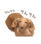 Mダックスフンドくぅちゃんの日常（個別スタンプ：9）