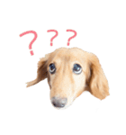 Mダックスフンドくぅちゃんの日常（個別スタンプ：13）