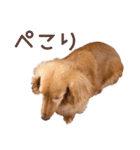 Mダックスフンドくぅちゃんの日常（個別スタンプ：15）
