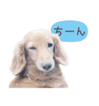 Mダックスフンドくぅちゃんの日常（個別スタンプ：18）