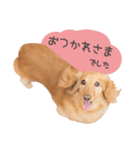 Mダックスフンドくぅちゃんの日常（個別スタンプ：19）