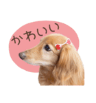 Mダックスフンドくぅちゃんの日常（個別スタンプ：20）