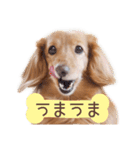 Mダックスフンドくぅちゃんの日常（個別スタンプ：22）