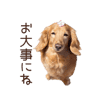 Mダックスフンドくぅちゃんの日常（個別スタンプ：23）