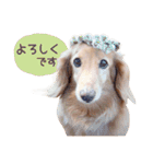 Mダックスフンドくぅちゃんの日常（個別スタンプ：24）